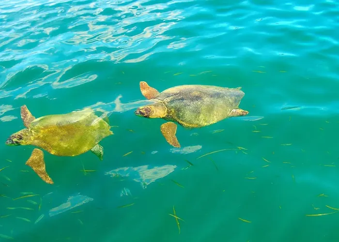 Polytropon Ground Floor * Kastron (Kefalonia)