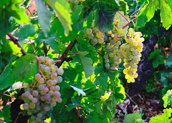 Polytropon Ground Floor *